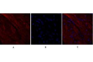 Immunofluorescence analysis of mouse heart tissue. (RANKL antibody  (AA 10-90))