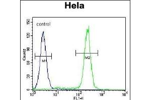 JHDM2b Antibody (C-term) (ABIN655393 and ABIN2844941) flow cytometric analysis of Hela cells (right histogram) compared to a negative control cell (left histogram).