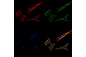 ABIN7093963 and ABIN7098007 staining Hela cells by IF/ICC. (PRRT1 antibody  (N-Term))
