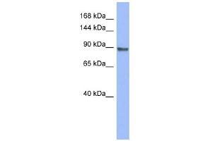 WB Suggested Anti-PML Antibody Titration:  0. (PML antibody  (Middle Region))