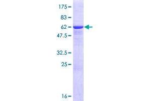 GMPR Protein (AA 1-345) (GST tag)