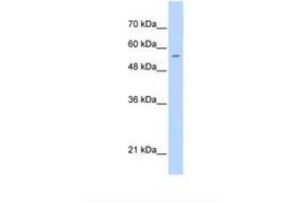 PGS1 antibody  (C-Term)