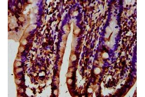 IHC image of ABIN7171124 diluted at 1:400 and staining in paraffin-embedded human small intestine tissue performed on a Leica BondTM system. (Synaptojanin 1 antibody  (AA 1030-1261))