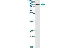 Immunoprecipitation of FBLN1 transfected lysate using anti-FBLN1 monoclonal antibody and Protein A Magnetic Bead , and immunoblotted with FBLN1 MaxPab rabbit polyclonal antibody. (Fibulin 1 antibody  (AA 151-250))
