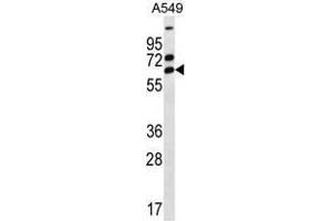 ZNF835 Antibody (N-term) western blot analysis in A549 cell line lysates (35 µg/lane). (ZNF835 antibody  (N-Term))