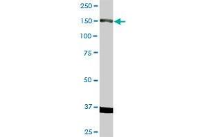 Western Blotting (WB) image for anti-Ret Proto-Oncogene (RET) (AA 1-1072) antibody (ABIN519735)