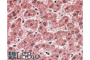 ABIN571250 (5µg/ml) staining of paraffin embedded Human Liver. (MPV17 antibody  (Internal Region))