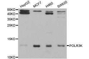 Western blot analysis of extracts of various cell lines, using POLR3K antibody. (POLR3K antibody)