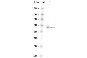 Western Blotting (WB) image for V-Akt Murine Thymoma Viral Oncogene Homolog 1 (AKT1) protein (ABIN5624566)