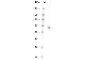 Western Blot of AKT1 (phosphatase treated) Human Recombinant Protein. (AKT1 Protein)