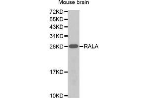 Western Blotting (WB) image for anti-Ras-related Protein Ral-A (rala) (AA 1-206) antibody (ABIN1682465) (rala antibody  (AA 1-206))