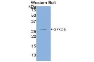 Western blot analysis of recombinant Human OIT3. (OIT3 antibody  (AA 297-506))