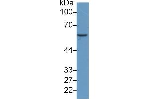 Western Blot; Sample: Human MCF7 cell lysate; Primary Ab: 2µg/ml Mouse Anti-Human HSPD1 Antibody Second Ab: 0.