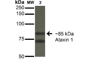 Western Blot analysis of Monkey COS-1 cells transfected with Ataxin- 1 showing detection of ~85 kDa Ataxin 1 protein using Mouse Anti-Ataxin 1 Monoclonal Antibody, Clone S76-8 . (Ataxin 1 antibody  (AA 164-197) (PE))