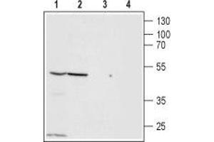 Western blot analysis of PANC-1 (lanes 1 and 3) and Jurkat (lanes 2 and 4) cell lysates: - 1,2. (ZACN antibody  (Extracellular, N-Term))
