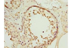 Immunohistochemistry of paraffin-embedded human testis tissue using ABIN7166136 at dilution of 1:100