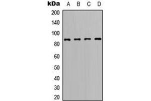 Western blot analysis of BCL6 expression in Ramos (A), A20 (B), Raw264. (BCL6 antibody  (C-Term))