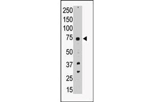 Western blot analysis of PRDM14 polyclonal antibody  in A-549 cell lysate. (PRDM14 antibody  (N-Term))