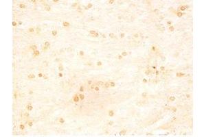 Rat brain tissue was stained by Rabbit Anti-INSL5 C Peptide (49-106) (Human) Serum (INSL5 antibody  (Preproprotein))