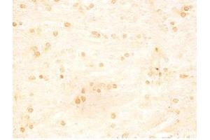 Rat brain tissue was stained by Rabbit Anti-INSL5 C Peptide (49-106) (Human) Serum