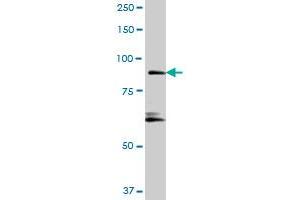 RIN1 MaxPab polyclonal antibody. (RIN1 antibody  (AA 1-783))