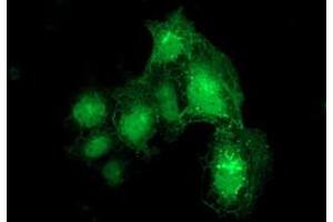 Anti-DTNA mouse monoclonal antibody (ABIN2454033) immunofluorescent staining of COS7 cells transiently transfected by pCMV6-ENTRY DTNA (RC223952). (DTNA antibody)