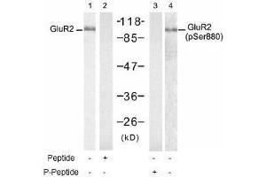 Image no. 1 for anti-Glutamate Receptor, Ionotropic, AMPA 2 (GRIA2) (Ser880) antibody (ABIN197559)