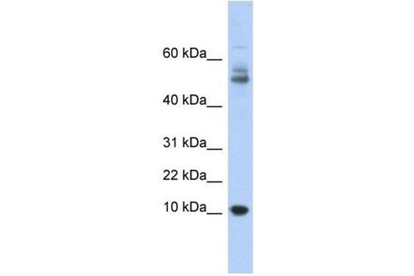 MTPN antibody  (Middle Region)