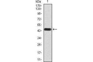 Western blot analysis using ATF3 mAb against human ATF3 (AA: 1-181) recombinant protein.