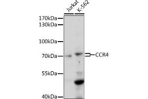 Western blot analysis of extracts of various cell lines, using CCR4 antibody (ABIN7266306) at 1:1000 dilution. (CCR4 antibody  (AA 1-100))