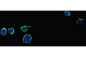 Immunofluorescent analysis of HepG2 cells using ABIN7156809 at dilution of 1:100 and Alexa Fluor 488-congugated AffiniPure Goat Anti-Rabbit IgG(H+L) (Interleukin 17a antibody  (AA 26-132))