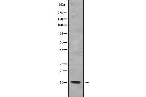 Western blot analysis of KCNE1L using HepG2 whole cell lysates (KCNE1-Like antibody  (Internal Region))