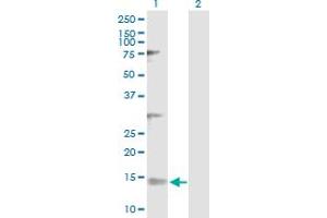 Western Blot analysis of NDUFV3 expression in transfected 293T cell line by NDUFV3 MaxPab polyclonal antibody. (NDUFV3 antibody  (AA 1-108))