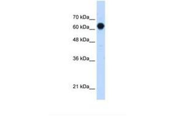 C3orf39 antibody  (AA 351-400)