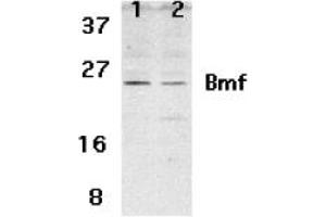 Image no. 2 for anti-Bcl2 Modifying Factor (BMF) (N-Term) antibody (ABIN205648) (BMF antibody  (N-Term))