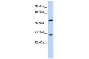 PYGO2 antibody  (N-Term)