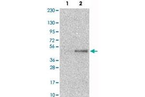 Western Blot analysis of Lane 1: RT-4 and Lane 2: U-251MG sp cell lysates with SAV1 polyclonal antibody . (SAV1 antibody)