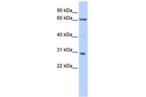 Image no. 1 for anti-Grainyhead-Like 1 (GRHL1) (AA 108-157) antibody (ABIN6740278) (GRHL1 antibody  (AA 108-157))