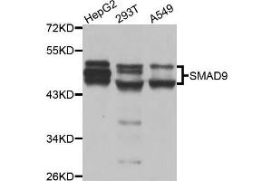 Western blot analysis of extracts of various cell lines, using SMAD9 antibody (ABIN5975592) at 1/1000 dilution. (SMAD9 antibody)