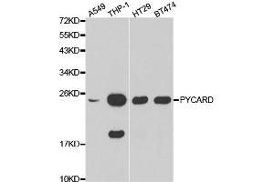 Western blot analysis of extracts of various cell lines, using PYCARD antibody (ABIN5970516). (PYCARD antibody)