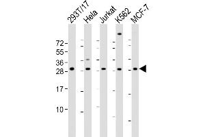 All lanes : Anti-RPL13 Antibody (Center) at 1:2000 dilution Lane 1: 293T/17 whole cell lysate Lane 2: Hela whole cell lysate Lane 3: Jurkat whole cell lysate Lane 4: K562 whole cell lysate Lane 5: MCF-7 whole cell lysate Lysates/proteins at 20 μg per lane. (RPL13 antibody  (AA 49-82))