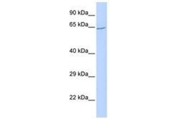 ZNF300 antibody  (AA 72-121)