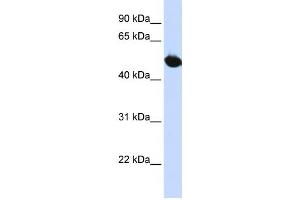 Western Blotting (WB) image for anti-Solute Carrier Family 2 (Facilitated Glucose Transporter), Member 9 (SLC2A9) antibody (ABIN2458775) (SLC2A9 antibody)