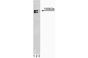 Western blot analysis of p150 [Glued] on a rat cerebrum lysate (left). (Dynactin 1 antibody  (AA 3-202))