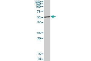 STAMBP MaxPab polyclonal antibody. (STAMBP antibody  (AA 1-424))