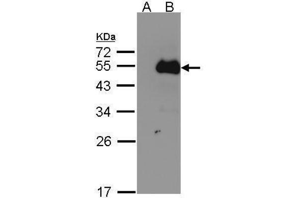 NFIB antibody