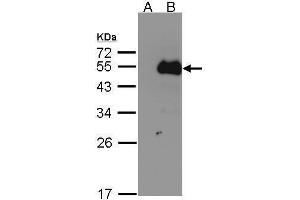 WB Image Western Blot analysis of NFIB expression in transfected 293T cell line by NFIB polyclonal antibody. (NFIB antibody)