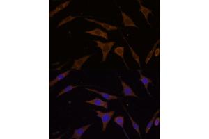 Immunofluorescence analysis of L929 cells using RPL7 Polyclonal Antibody (ABIN6128656, ABIN6147148, ABIN6147149 and ABIN6221631) at dilution of 1:100 (40x lens). (RPL7 antibody  (AA 1-248))