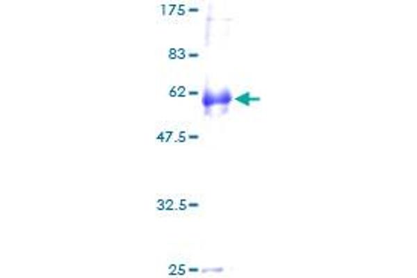 NDFIP2 Protein (AA 1-242) (GST tag)