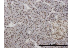 Immunoperoxidase of monoclonal antibody to HMX2 on formalin-fixed paraffin-embedded human pancreas. (HMX2 antibody  (AA 125-224))